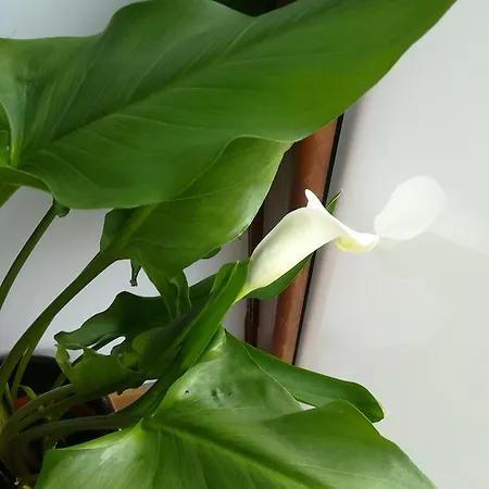 Agroturismo Casa Do Azibo *