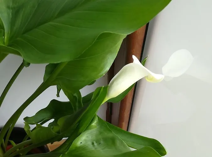 Farma Casa Do Azibo *